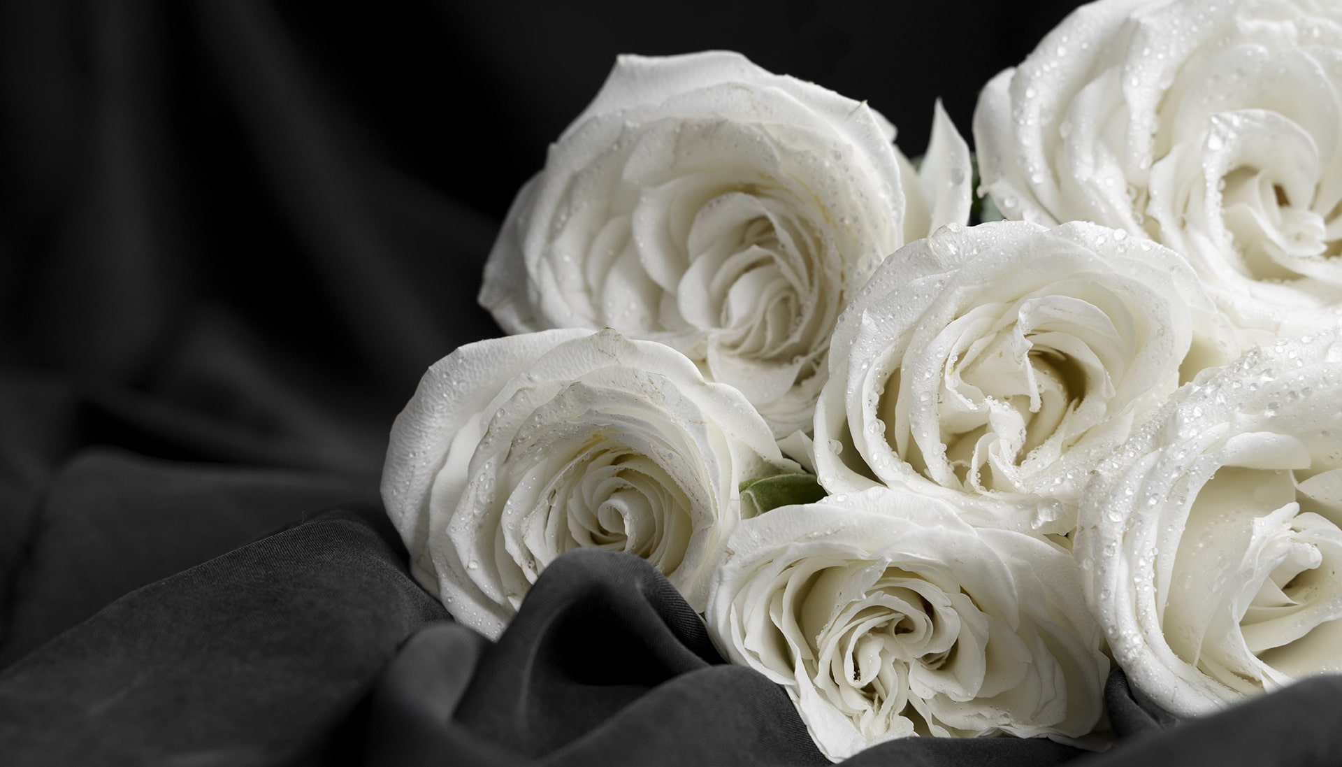 /CMPF_WB29_WEB/ext/Images_Diaporama/1920x1097_view-delicate-white-rose-flowers-min.jpg